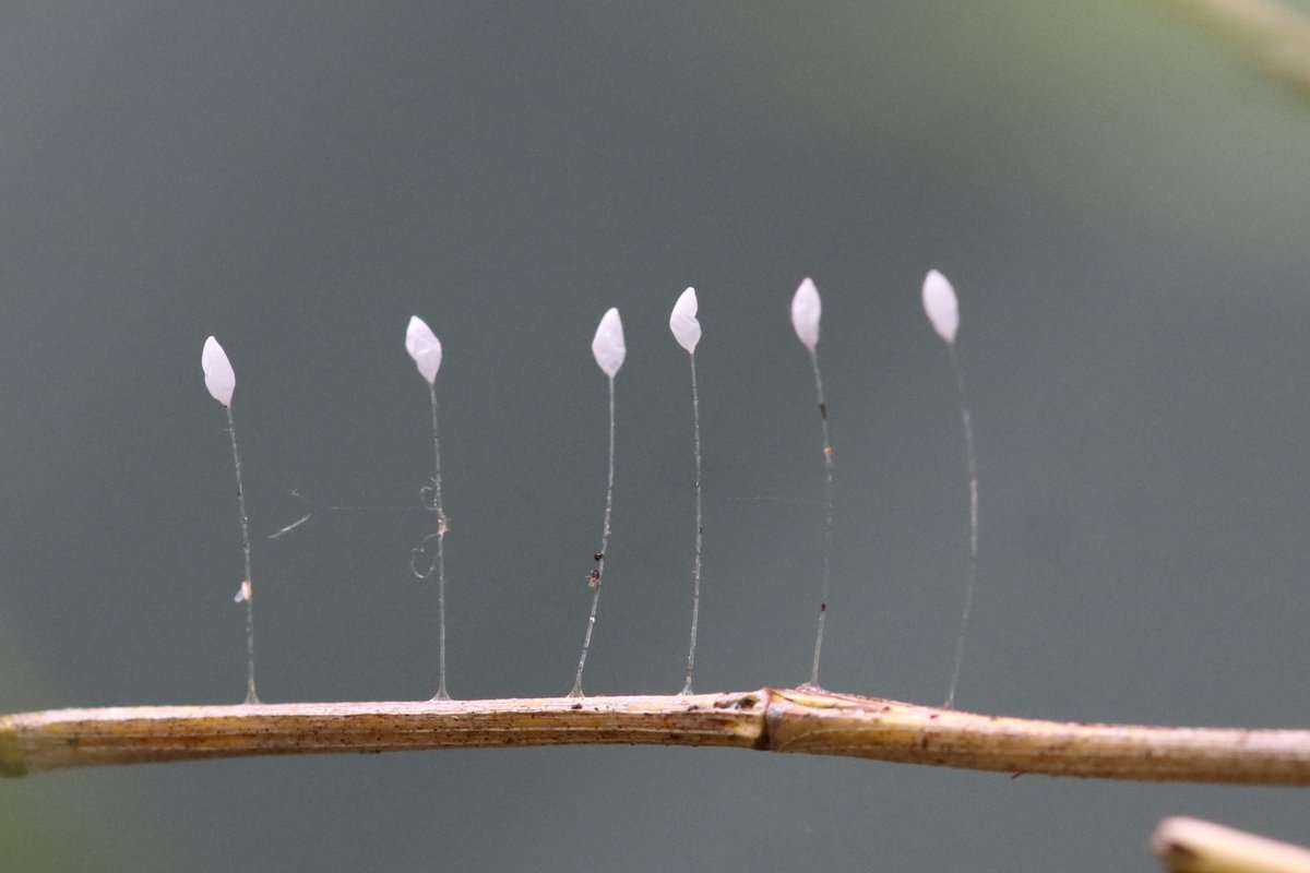 AlexisSrsa's tweet photo. @RasconWayne @HoF_photo Beautiful photo Wayne, it would be great with just trees but it has a fabulous bird too. I took this pic in my garden, the new season tiny Lacewing eggs, family Chrysopidae.

#macro #instect #Garden https://t.co/ufapCtPGbv