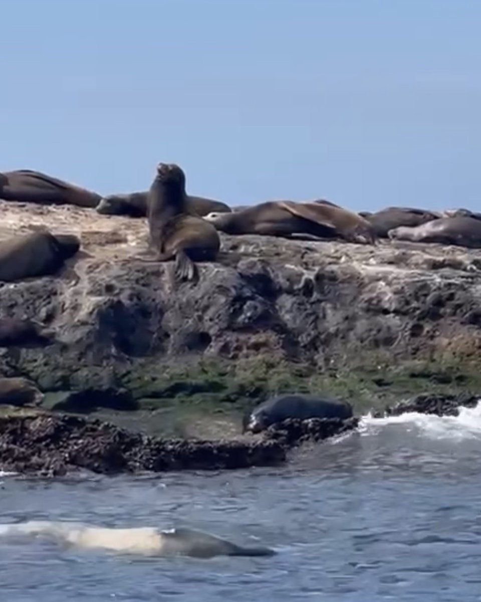underworldscuba's tweet photo. Just another day in LaPaz….besides the amazing dives, a small Sea Lion party near one of dive sites, our pod of dolphins were back, and a very special sighting of a Sperm Whale and calf. #laPaz2022 #underworldscuba #funbaja https://t.co/7TghnWrB08