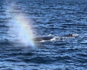 underworldscuba's tweet photo. Just another day in LaPaz….besides the amazing dives, a small Sea Lion party near one of dive sites, our pod of dolphins were back, and a very special sighting of a Sperm Whale and calf. #laPaz2022 #underworldscuba #funbaja https://t.co/7TghnWrB08