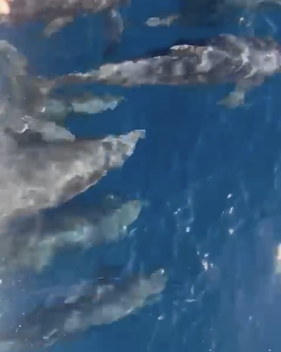 underworldscuba's tweet photo. Just another day in LaPaz….besides the amazing dives, a small Sea Lion party near one of dive sites, our pod of dolphins were back, and a very special sighting of a Sperm Whale and calf. #laPaz2022 #underworldscuba #funbaja https://t.co/7TghnWrB08