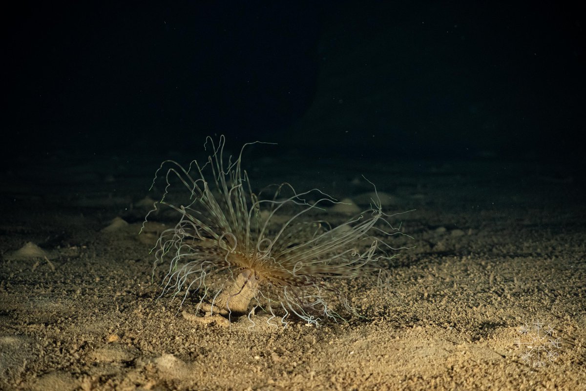 ExplorersClub's tweet photo. 📸1: Off to discover the wonders of underwater cave systems.
📸2: The bright green tentacles might've been used to attract prey.
TEC Fellow Jeremy La Zelle & Member Daniel Ortega's Takeover, DAY 18/30, f/ their #cavediving #ECFlag expedition for the @MGeneproject in #Sardinia. https://t.co/7yINLNIK05