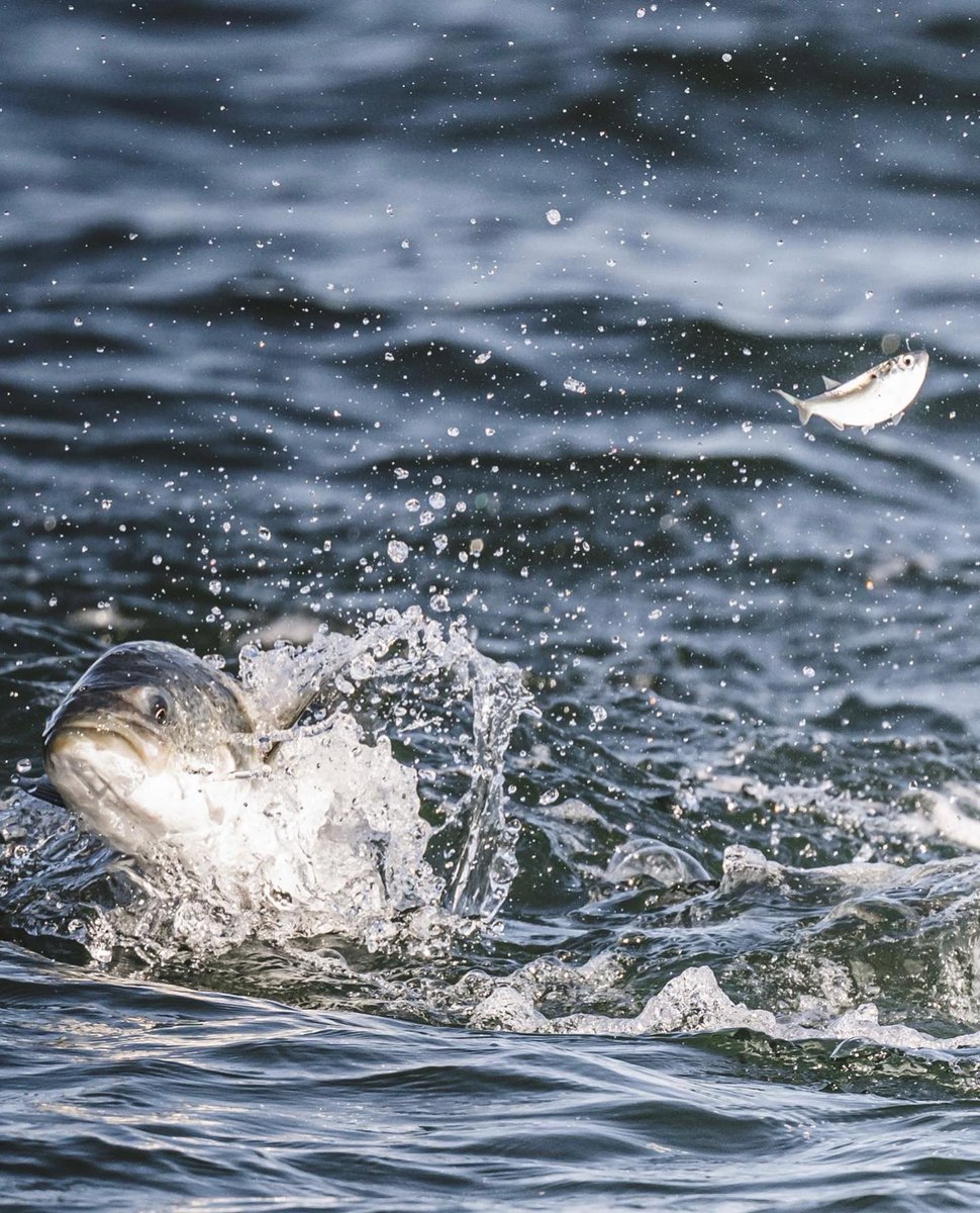 Finding striped bass blitzing on the surface is as much a visual game as it is a listening game. #FishItWell #SimmsFishing 📸: Darcy Bacha W// Rob Radlof