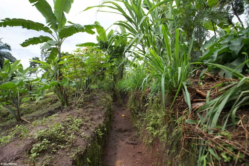In #Burundi, protecting and restoring #soilfertility through integrated farm management contributes significantly to strengthening the resilience of these #farmers to climate change, as the #HornofAfrica faces #drought conditions.
#PAGRISProject

Read: ifdc.org/2022/04/21/cli…