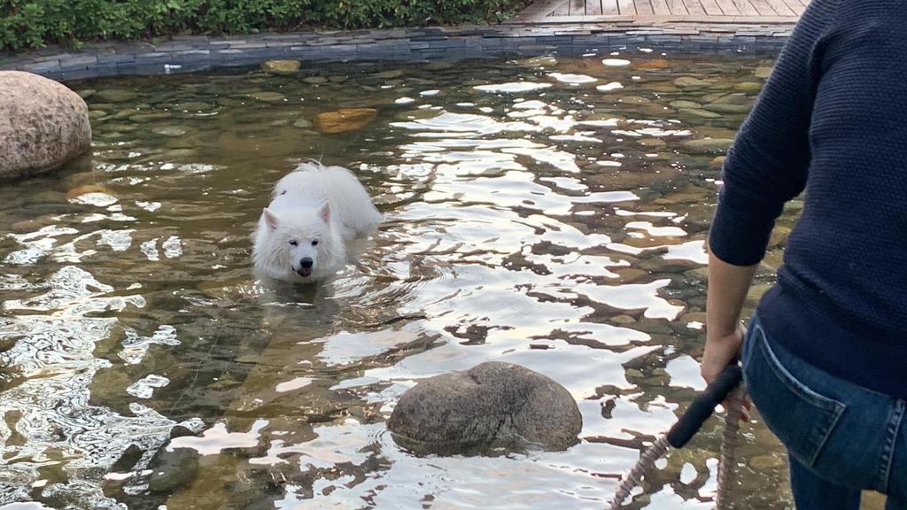 studyhard009's tweet image. 小区里的萨摩耶，表面微笑天使，实则调皮大王 ift.tt/06FIlXN