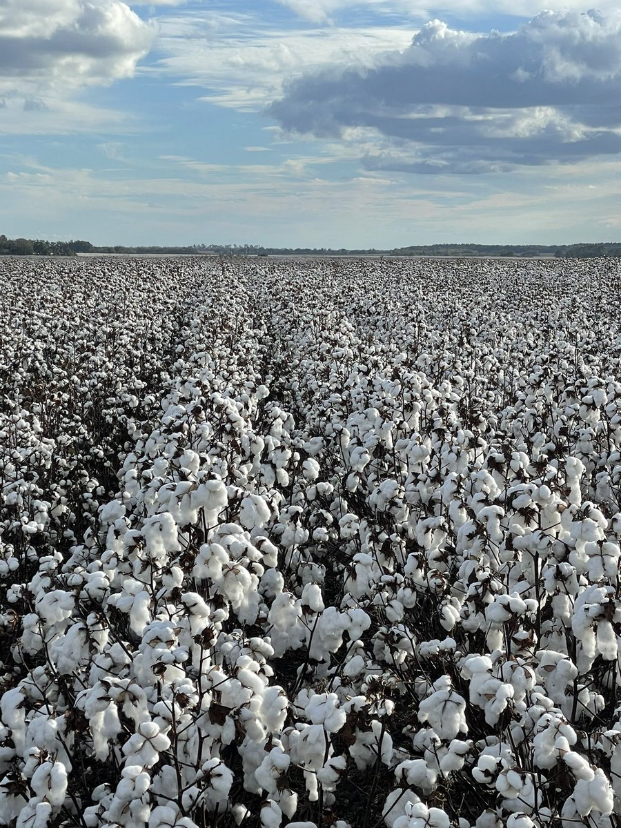 Wes Briggs tweet media