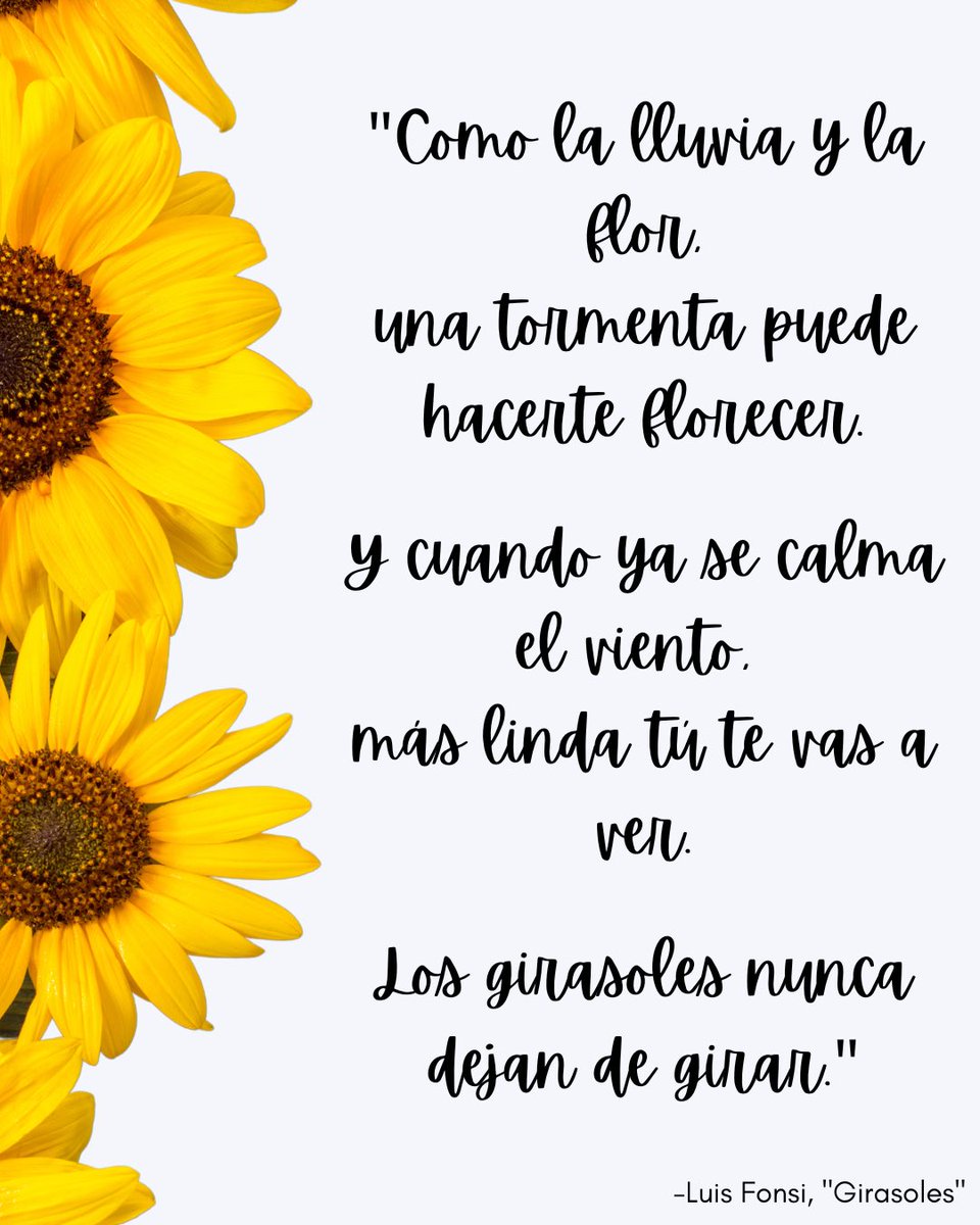 acfdominguez's tweet photo. “Just like the rain and flower, a storm can make you bloom. And when the wind calms, you’ll look even more beautiful. Sunflowers never stop turning.”

We are all beautiful sunflowers. Some have already bloomed, others still blooming, but the storm’s just part of the process. 🌻🌻 https://t.co/PwTOBMsOgx