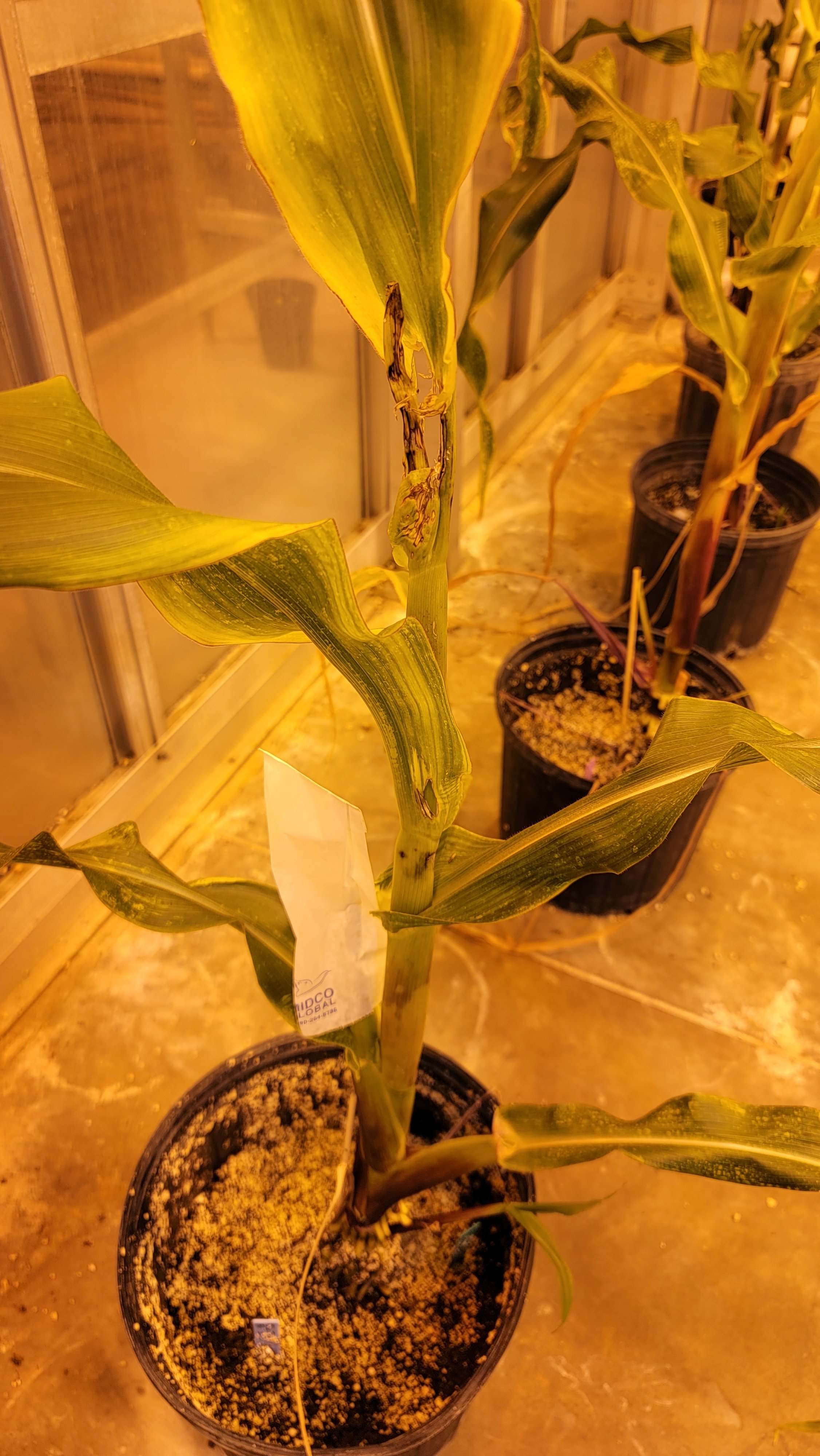 divya-on-twitter-suddenly-my-maize-plants-are-showing-cracks-in-the