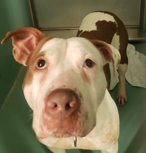 notthesameone2's tweet photo. 🐾Another sick dog that came in healthy: 3-y/o Princess Wiggles found tied to a pole, still lactating. Caught pneumonia, not eating. Available to foster or adopt. She is missing her puppies &amp; now sick 🤒  Looking to be a solo pet. Needs an offer by *11/10* https://t.co/PwjRoVYa9m https://t.co/m3KEzBdE2d