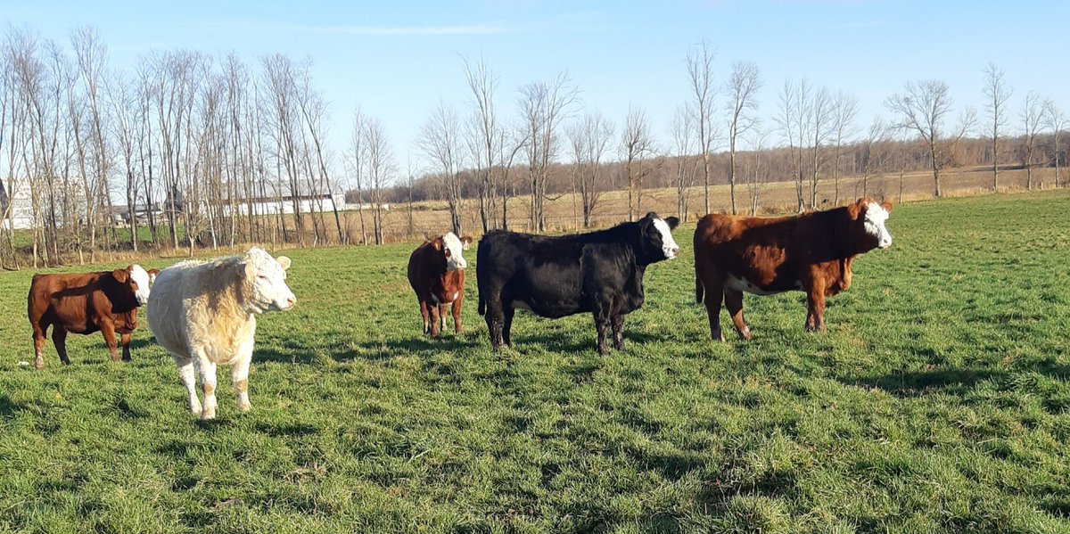 The TOP CUT commercial bred hfr and female sale is the Sat at 1pm at Maple Hill Auctions. These hfrs and many more like them will be on offer. View and bid online with DLMS