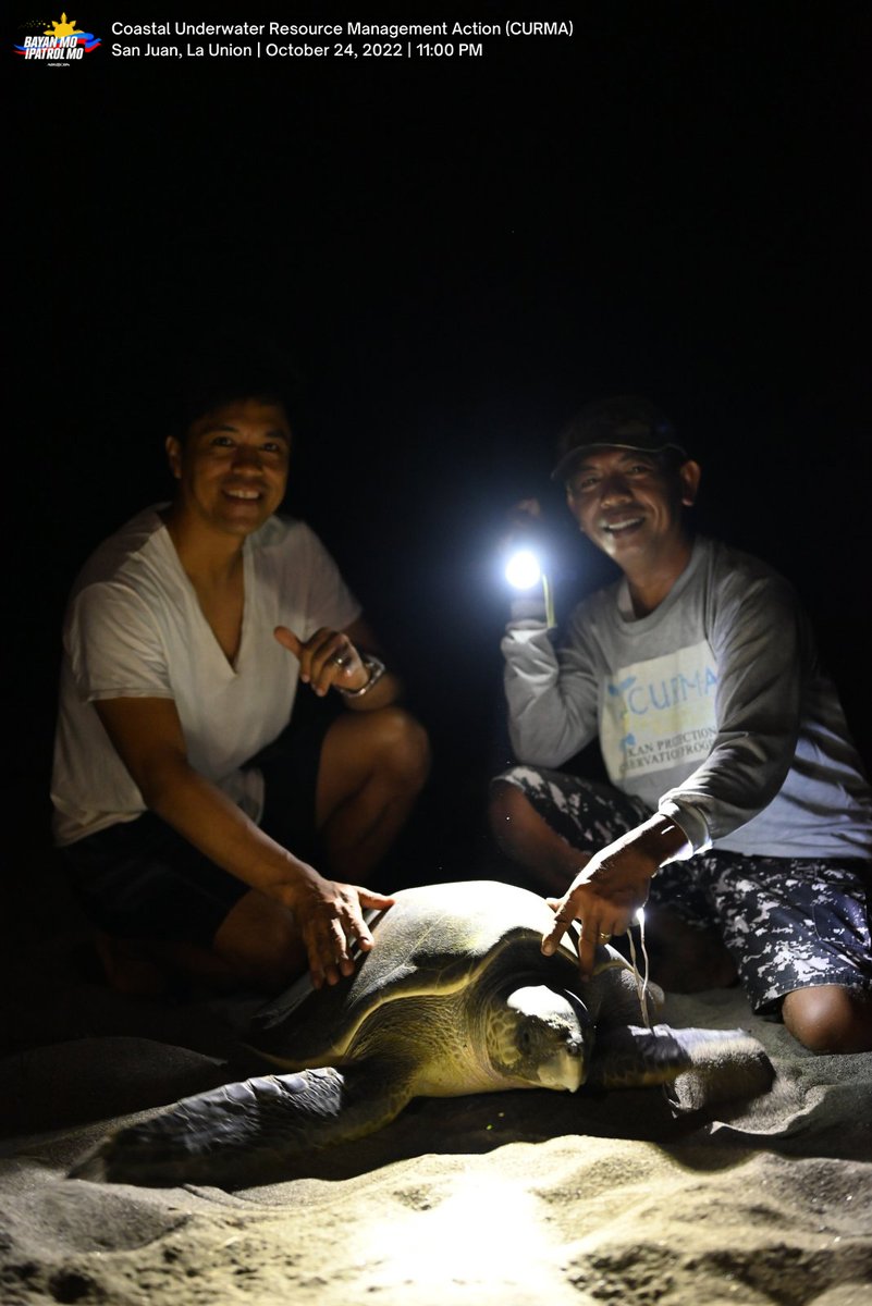bayanmo's tweet photo. Dinala nila ang mga itlog sa isang hatchery upang mabantayan at maprotektahan ito. Inaasahang sa Disyembre o Enero mapipisa ang mga ito.

#TurtleNestingSeason
#SeaTurtles
#BMPM
#BayanPatroller https://t.co/BaV5XaAs0D