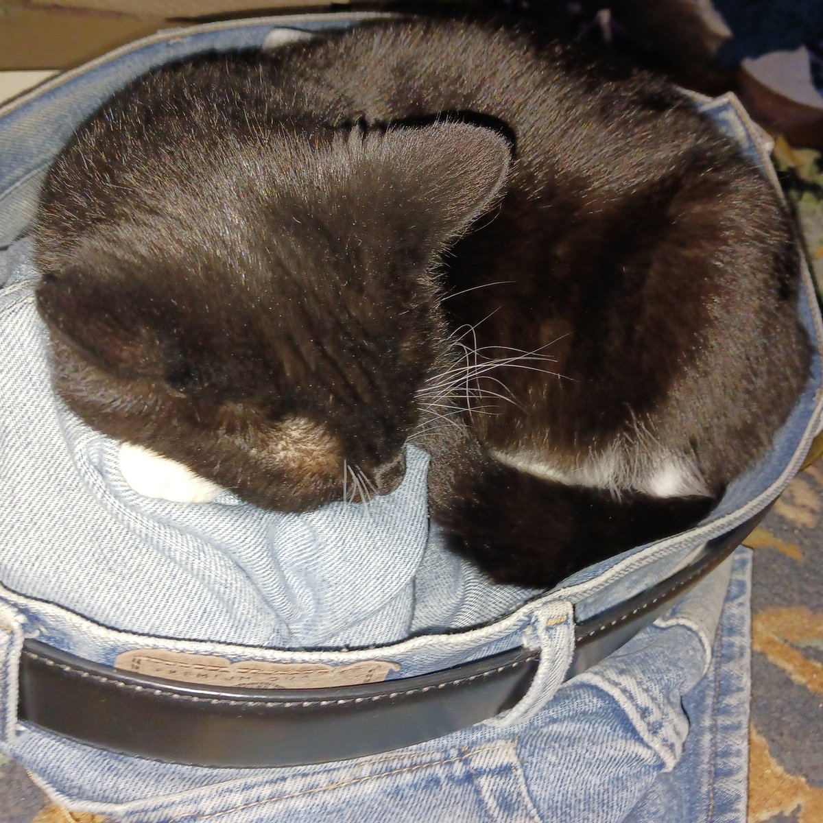 HouseofBast2019's tweet photo. I have a spare pair of jeans that I keep on the floor because someone will always curl up in them. Tonight it's Isobel. #cats #catsoftwitter #catlover #catsinjeans #laundrycat
#catphotography #catfamily #housecat #catslife #Bast #houseofbast #sleepingcat #catworld https://t.co/kRCOUQtXL7