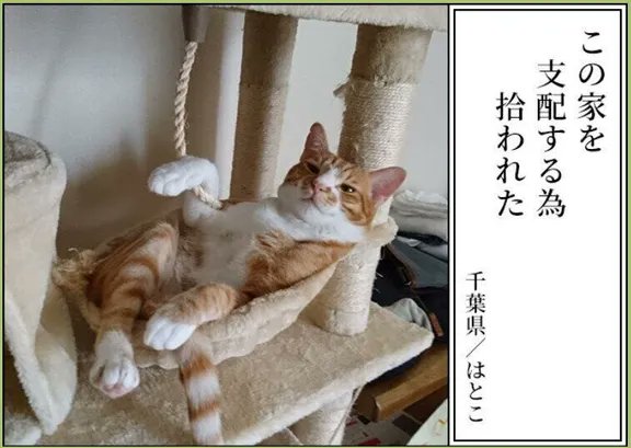 //
🐱第4回 #犬猫あるある川柳 募集中❗️
 \\

今日は、昨年の【猫部門 優秀作品】から一句ご紹介🏅

愛犬・愛猫の日常を5・7・5に込めて教えてください❣️
皆様のご応募お待ちしてます😊

🐶応募期間:2022/11/1～11/30
🐱結果発表:2023/1/10
🔻ご応募はコチラから🔻
https://t.co/SPZxsDYRTL 