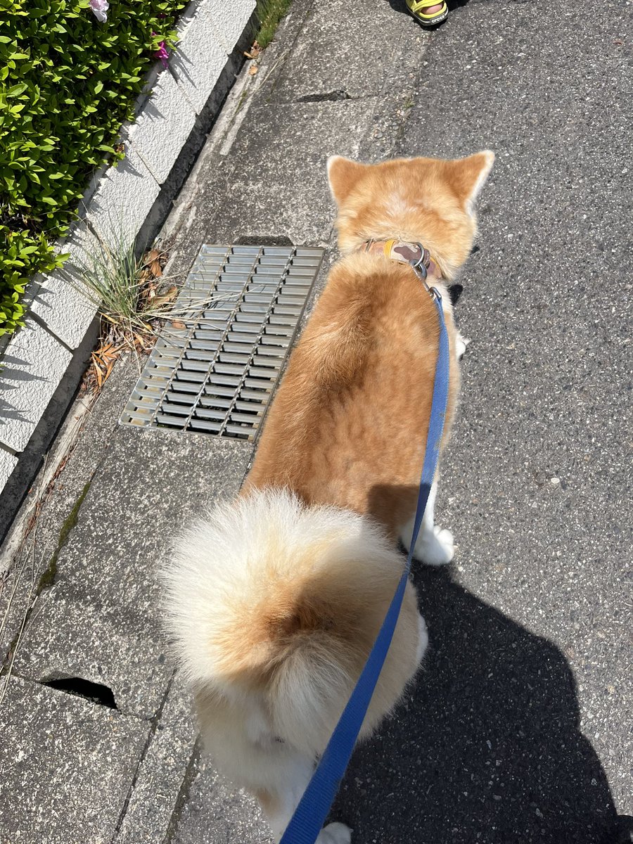 mutico_muu's tweet photo. ピコさん来た時より倍に
デカくなった❗️
ワガ��マ破壊娘😂 https://t.co/0ok9EMEi0h