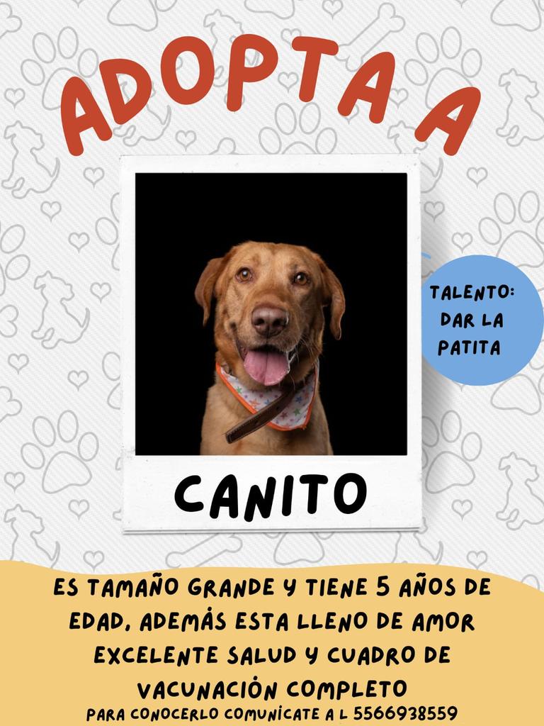 Lacasadelsalchi's tweet photo. Me ayudarían a compartir ?@cintli_luna @BalcondelaBici @iztalccihuatl @sazziygregorio @casanley @jonas197682 @launicaGatti @mayumiguillen @MonnEliz @Negra_start @nydiacervera @Pattygb5 @Rosadelmoral92 @FundacionToby @Marilu86053 @RyujiLalo @MascotasSismo @guerashome @inakimanero https://t.co/0N7nPDJlkK