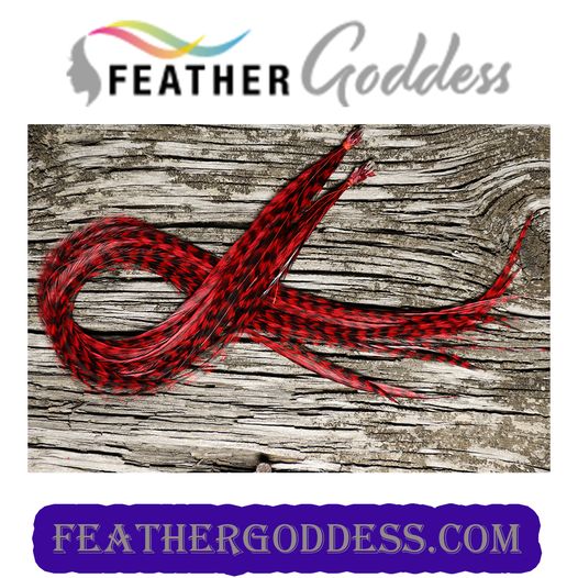 GRIZZLY DYED RED HAIR FEATHERS
feathergoddess.com/.../Hair.../FG…...
:
#hairstyles #hairextensions #hairsolons  #featherhairextensions #hairstyle #fashionfeathers #feathergoddess #extensionspecialist #hairdresser #collegefootball  #collegiatesports #schoolcolors #holidaycolors #holidays