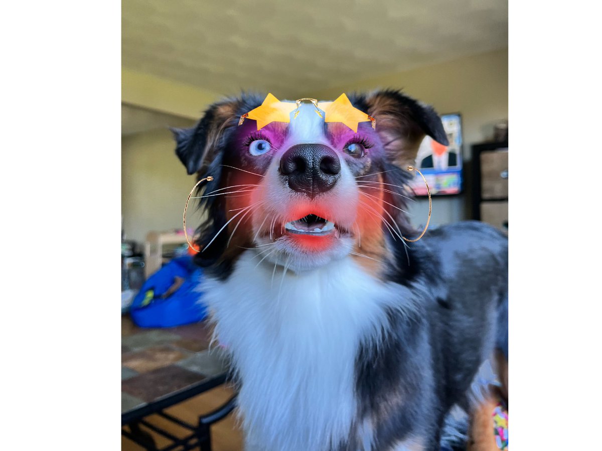 Luna’s Account Now!💖 (Angel Rex)🐶 tweet media