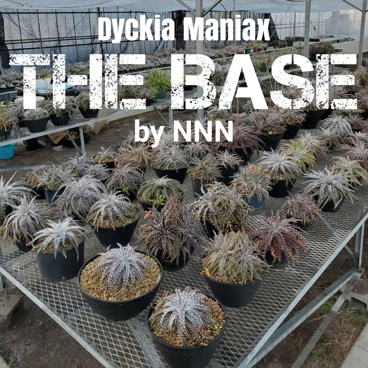 にんにん（Dyckia Maniax ディッキア・マニアックス） (@ninninbgc