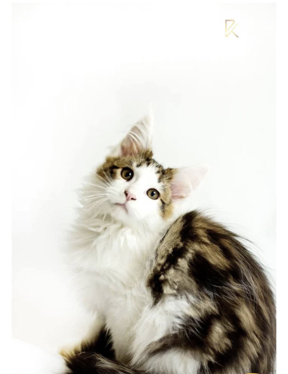 cloakzy YEP tweet media