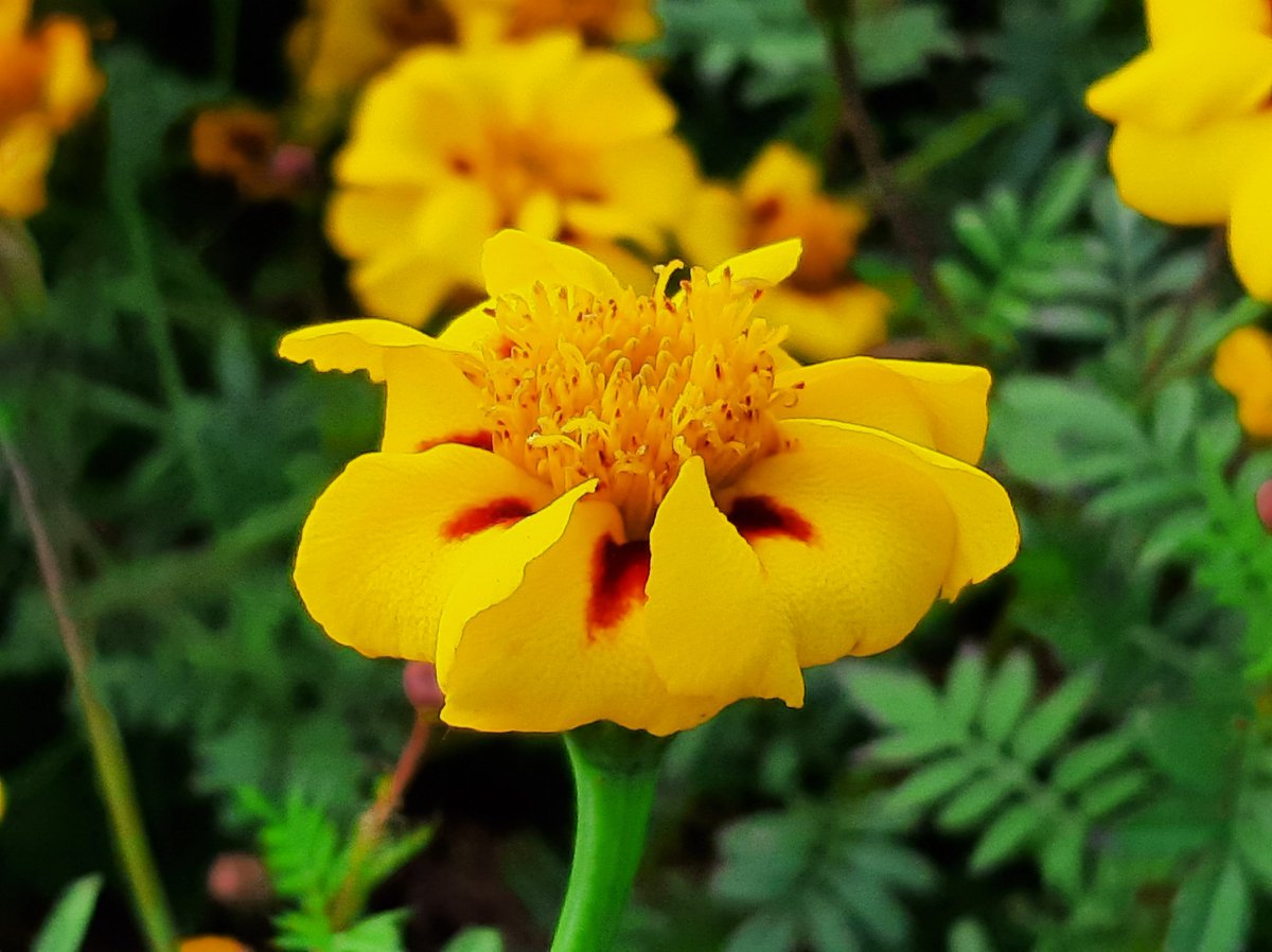 FototakerTony's tweet photo. NOW I know why I have been sneezing for the past 20mins... really!! #flora #nature #laNaturaleza #look #theOutdoors #WNY #flowers #allegries #naturesBeauty #achooo https://t.co/EVKSPsLgYY