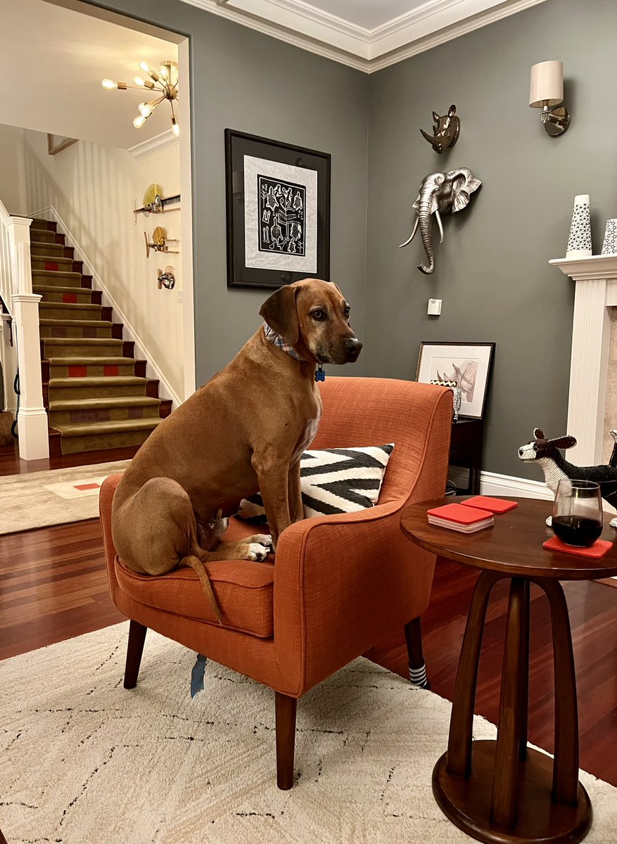 Human’s friends brought their doggies over. Our living chairs clearly not up to Mr. Bigs expectations #dogsoftwitter