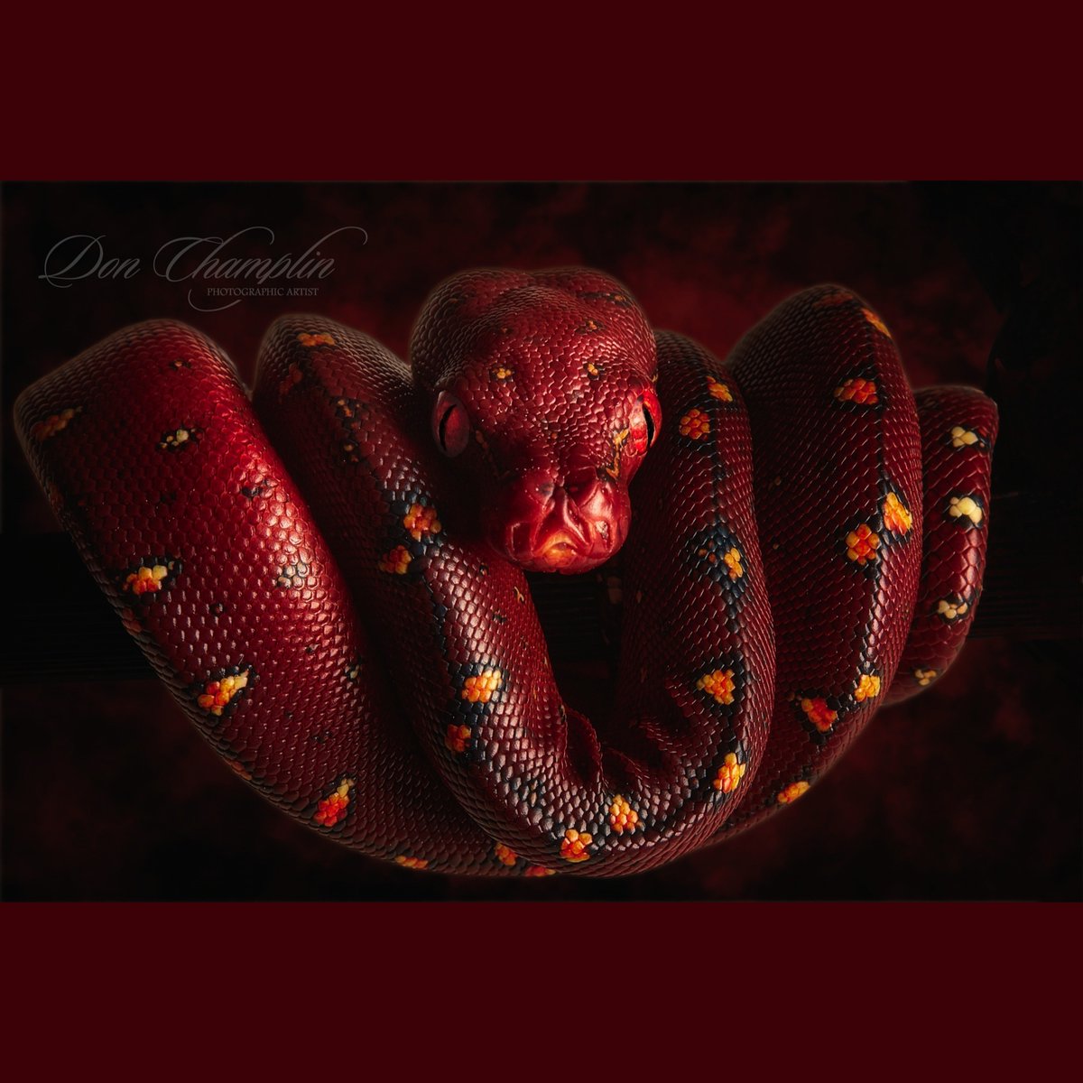 LivingArtReptil's tweet photo. Spectacular photos! π Green Tree Python Baby (Morelia Viridis). Photo credit: Don Champlin). #snake #reptile #python #livingart #lareptile #lareptiles #treepython #arborealsnake #livingartreptile #livingartreeptiles #MoreliaViridis #greentreepython https://t.co/ZBQ6G6UiDJ