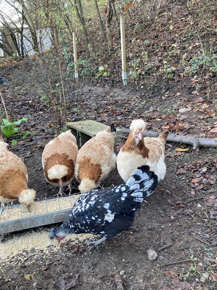 The chickens got leftovers today. Seeing a chicken run off triumphantly with a beak full of spaghetti is so wholesome. 🥰

Sadly no photos of this event, but have the ladies united round the food anyway.