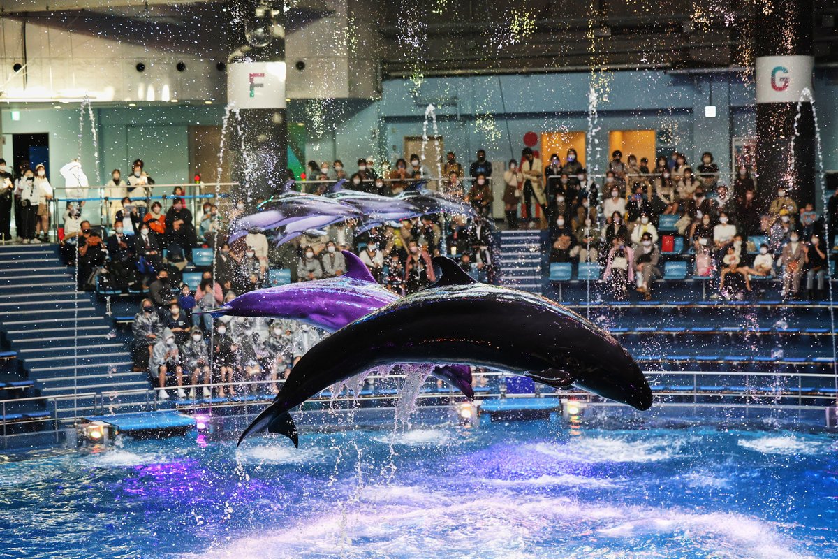 イルカショー撮影 EOS R6 MarkⅡ RF70-200mm F2.8 L IS USM just take