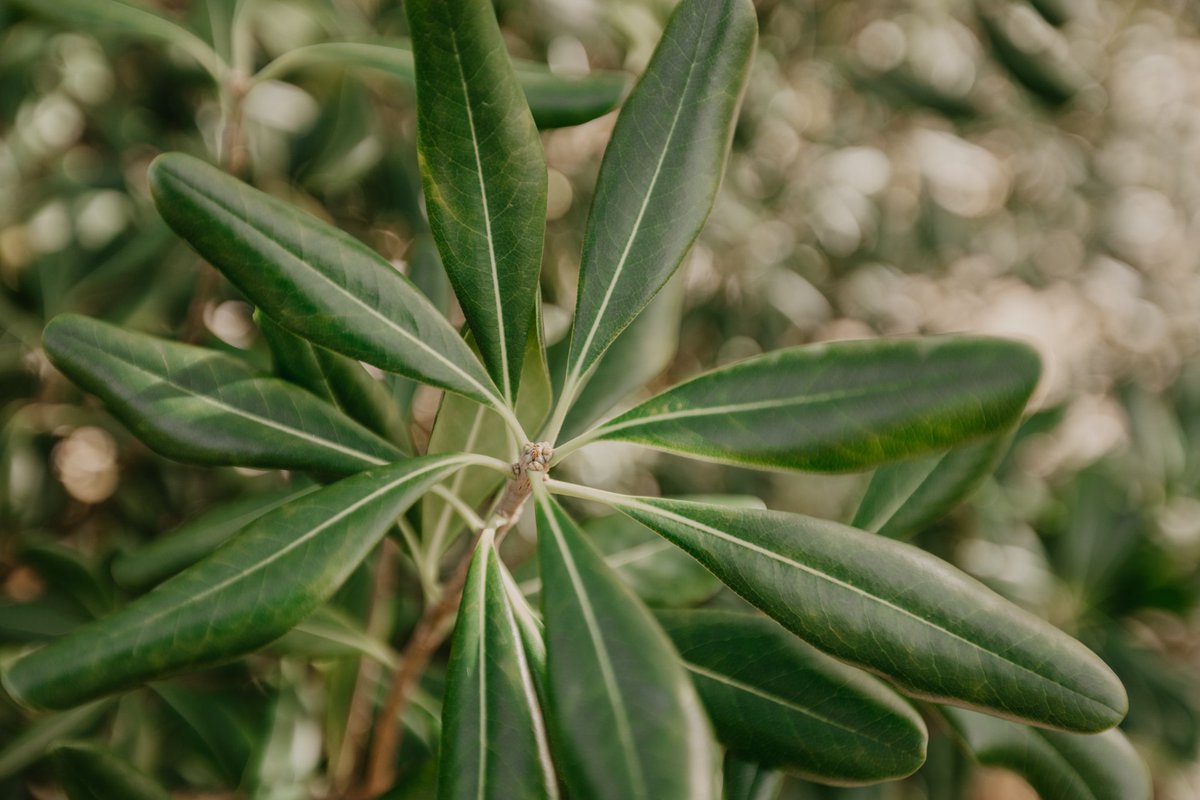 OLEAF4VALUE's tweet photo. 🌿 #OLEAF4VALUE is constantly looking for #EUprojects &amp; initiatives to collaborate within a series of exchange activities regarding #Bioeconomy #OliveLeavesValorisation #Circularity! 🙌

📌https://t.co/pPdx2NEb6Y
📝Fill out the form if interested! https://t.co/RLKXK4AG7X https://t.co/MQ1CUgzCAh