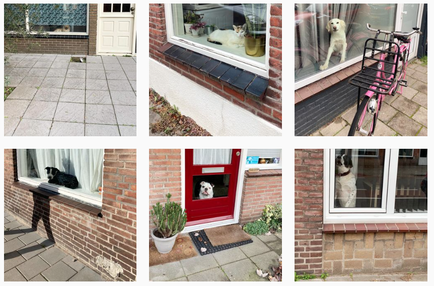 ChantalRens's tweet photo. Cats and Dogs in the Window, ongoing: https://t.co/ij2BJ5z9OJ https://t.co/UaXVwCkpVk