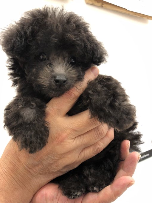 ã¡ã£ã¡ããããŸã¿ããã ã£ãã±ããð»
(æã®åºæŒè
:æ¯)
#ãè¿ãããé ã®èªæ
¢ã®äžæèŠããŠ