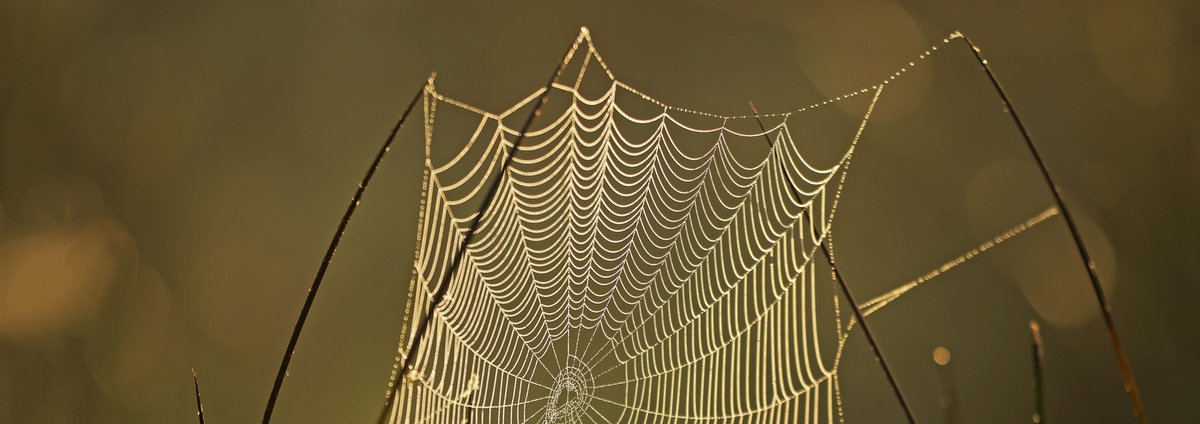 Goede contacten en langdurige #relaties tussen #natuurbeschermers en #boeren waren belangrijk om de natuur in het #cultuurlandschap van #Ooijpolder en #Groesbeek te verbeteren. 

Lees hier verder: vianatura.nl/biodiversiteit…
@RadboudHL 
dank <a href="/PloegdrieverANV/">Ploegdriever</a>  <a href="/VNC_Landschap/">Vereniging Nederlands Cultuurlandschap</a> &amp; anderen