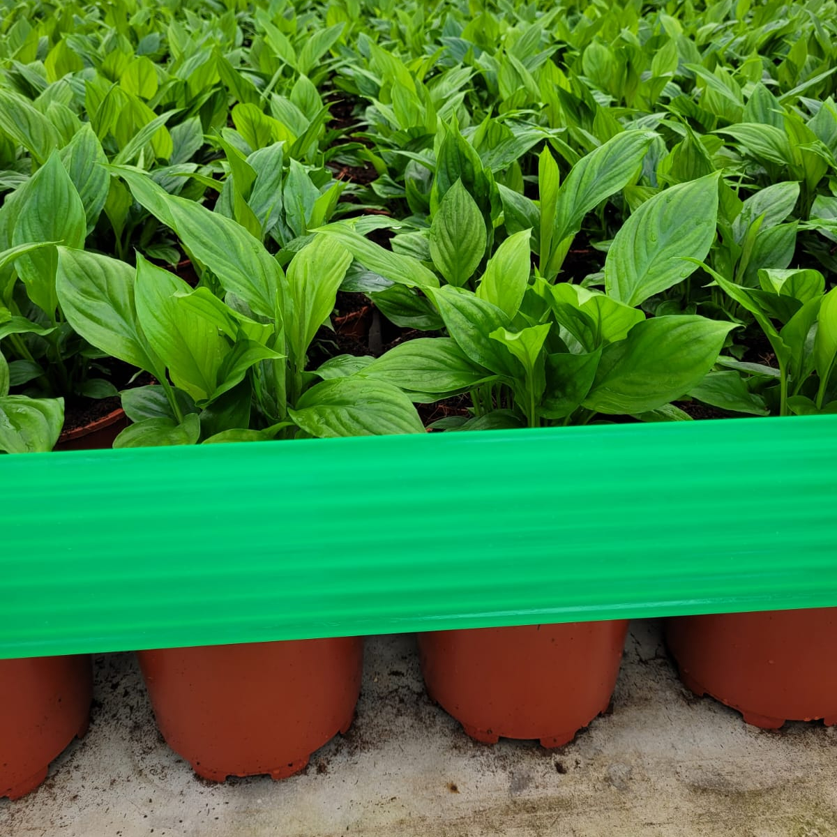 KoppertNL's tweet photo. Sinds deze week is aan ons assortiment rollertraps ook een groene variant toegevoegd. Na meerdere proeven bleek deze rollertrap een goed en letterlijk ‘groen’ middel tegen Echinothrips. 🟩

#echninotrips #tripsbestrijding #rollertrap #groenmiddel #weworkforgrowers https://t.co/kHSYUwNaGr