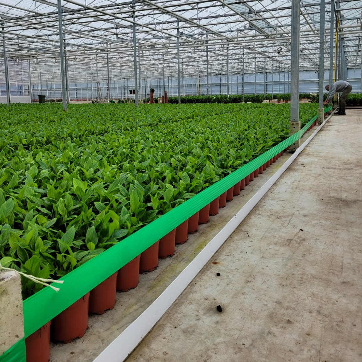 Sinds deze week is aan ons assortiment rollertraps ook een groene variant toegevoegd. Na meerdere proeven bleek deze rollertrap een goed en letterlijk ‘groen’ middel tegen Echinothrips. 🟩

#echninotrips #tripsbestrijding #rollertrap #groenmiddel #weworkforgrowers