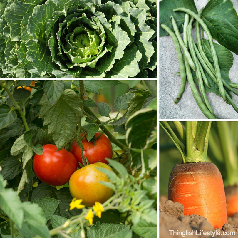 thinglish7's tweet photo. Fresh Produce โ If you grow your own vegetables and fruit, you will have fresher produce then what is available in stores.
Read more ๐ https://t.co/uUOpT6jzJz
#startagarden #growyourown #ThinglishLifestyle #NutrientDenseFoods #ReplyCancelReply #LocalGroceryStore https://t.co/mhopKlXbVj