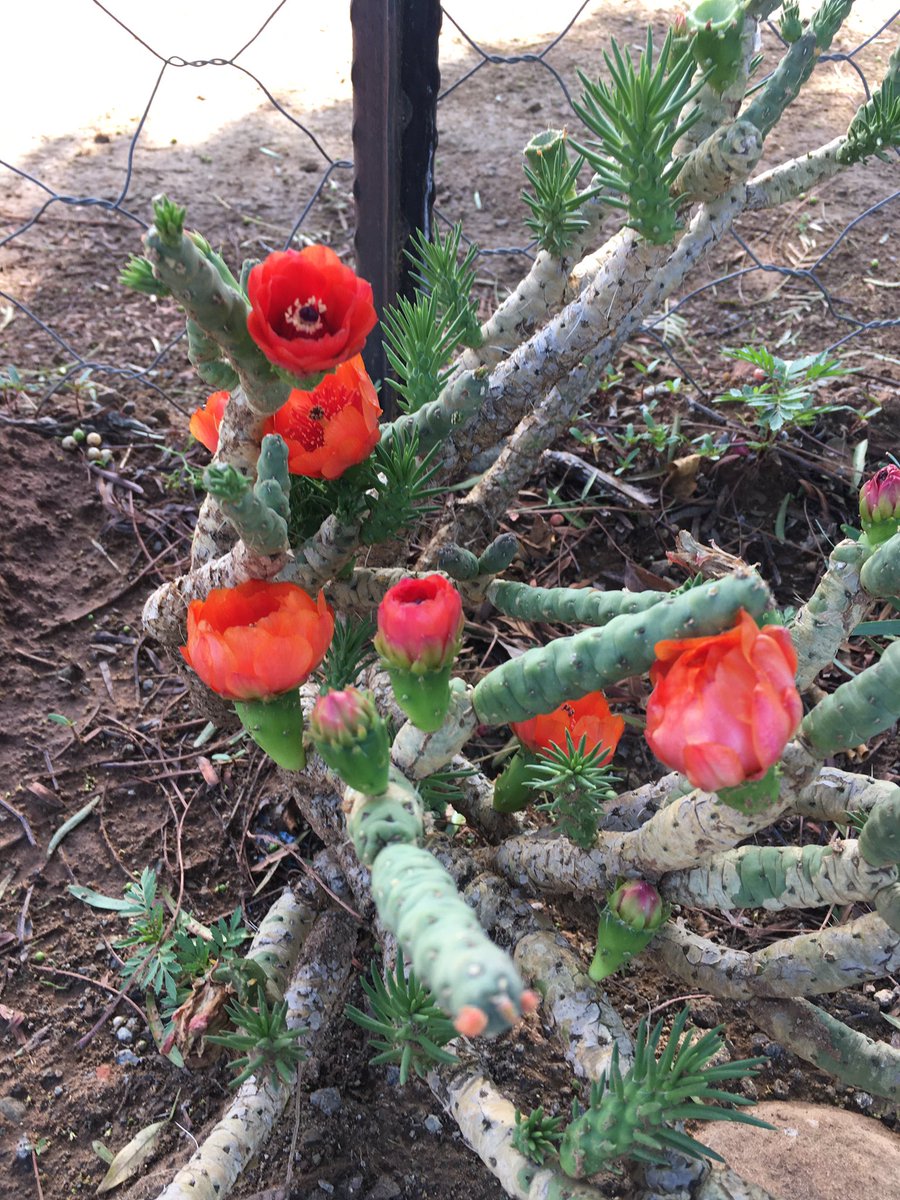 PhiliDLC's tweet photo. Our beautiful garden @PhiliDLC @GwfOnline @govern911 https://t.co/3kyzTgSmaU