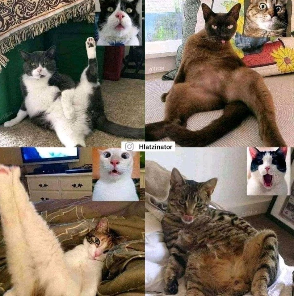 ThabangMaliba_'s tweet image. Morning grandchildren