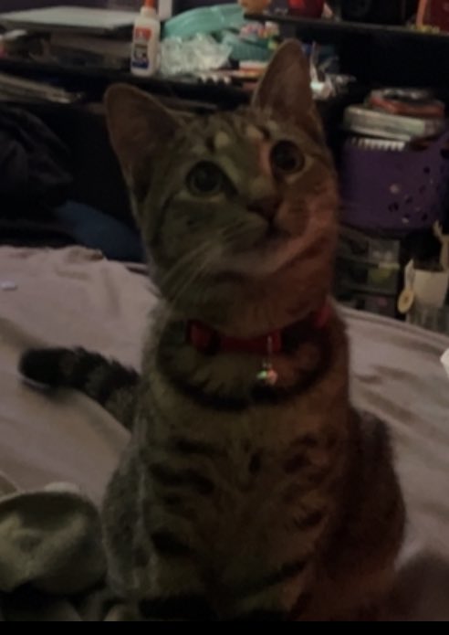 frog__dad_'s tweet photo. @literallymecats https://t.co/7nUU8qfC0L