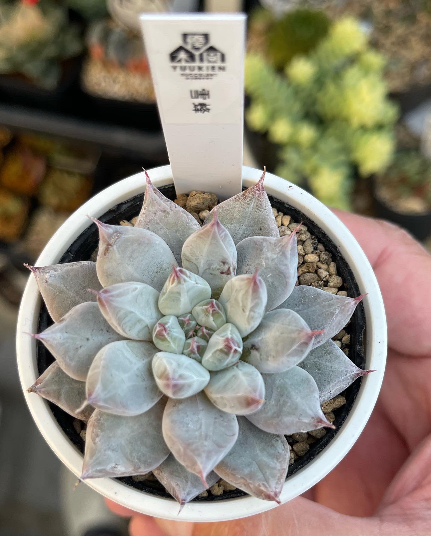 多肉植物　アメジスチヌム　カット苗1個 多肉植物 アメジスチヌム カット苗1個 【公式通販】