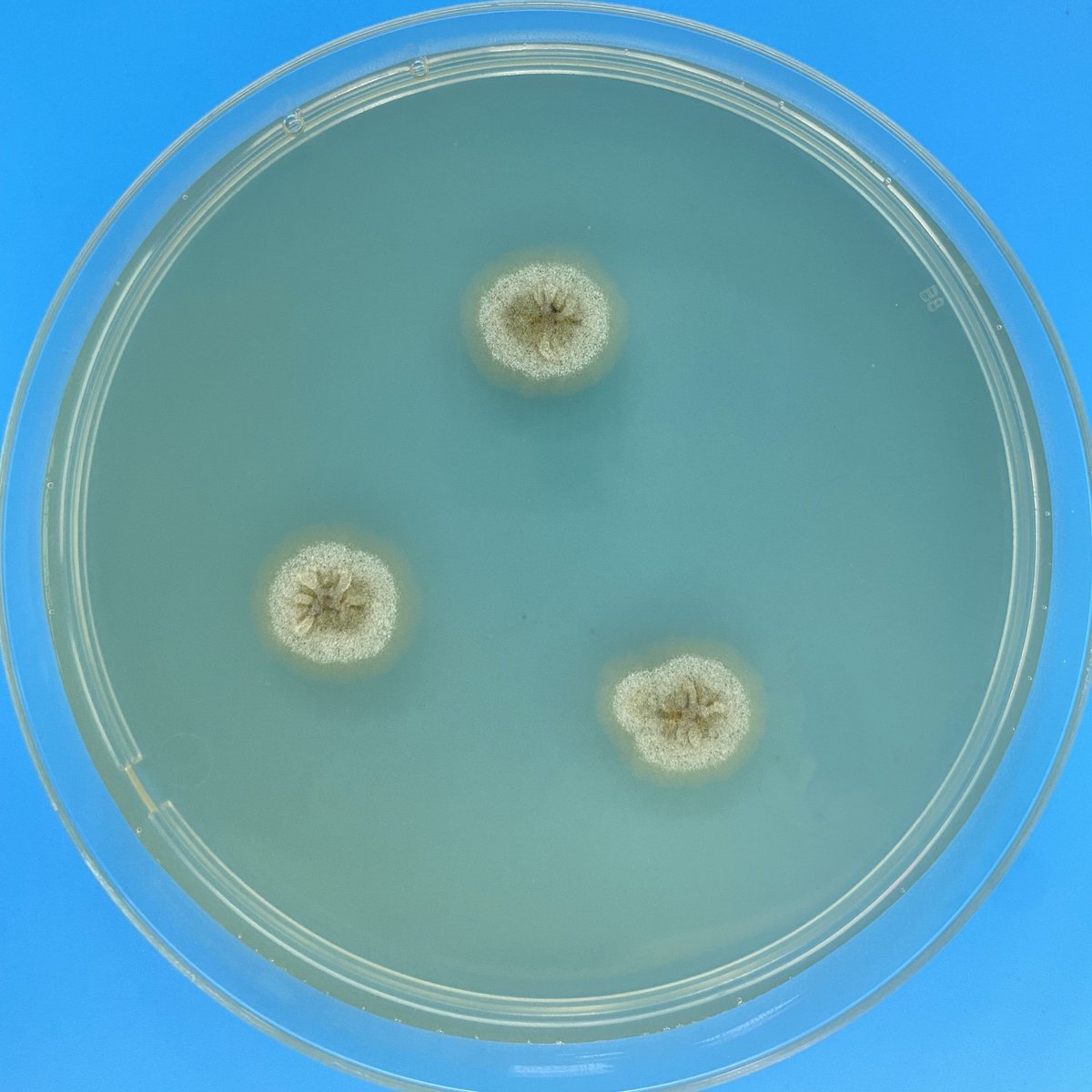 xmsunxhp's tweet photo. What is the pathogen? https://t.co/4p2SHiDaEf