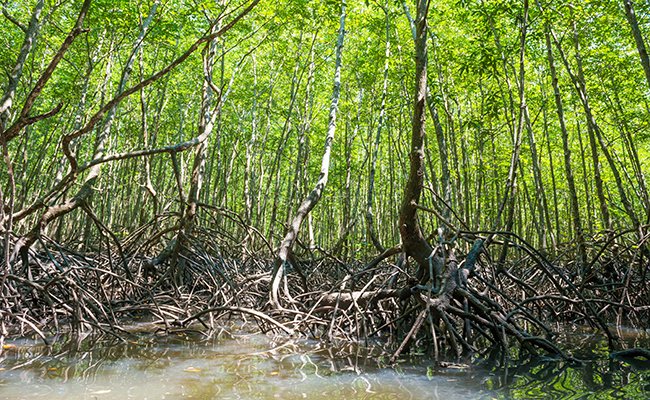 OPlurmea's tweet photo. Les vieilles mangroves figurent parmi les plus riches en carbone de la planète. Leur biomasse végétale est très importante mais c’est leurs sols qui constituent la partie la plus importante du puits de « carbone bleu ». (François Fromard) https://t.co/Ol0VzSBeZm