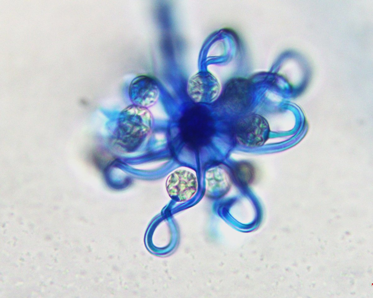 xmsunxhp's tweet photo. What is the pathogen? https://t.co/4p2SHiDaEf