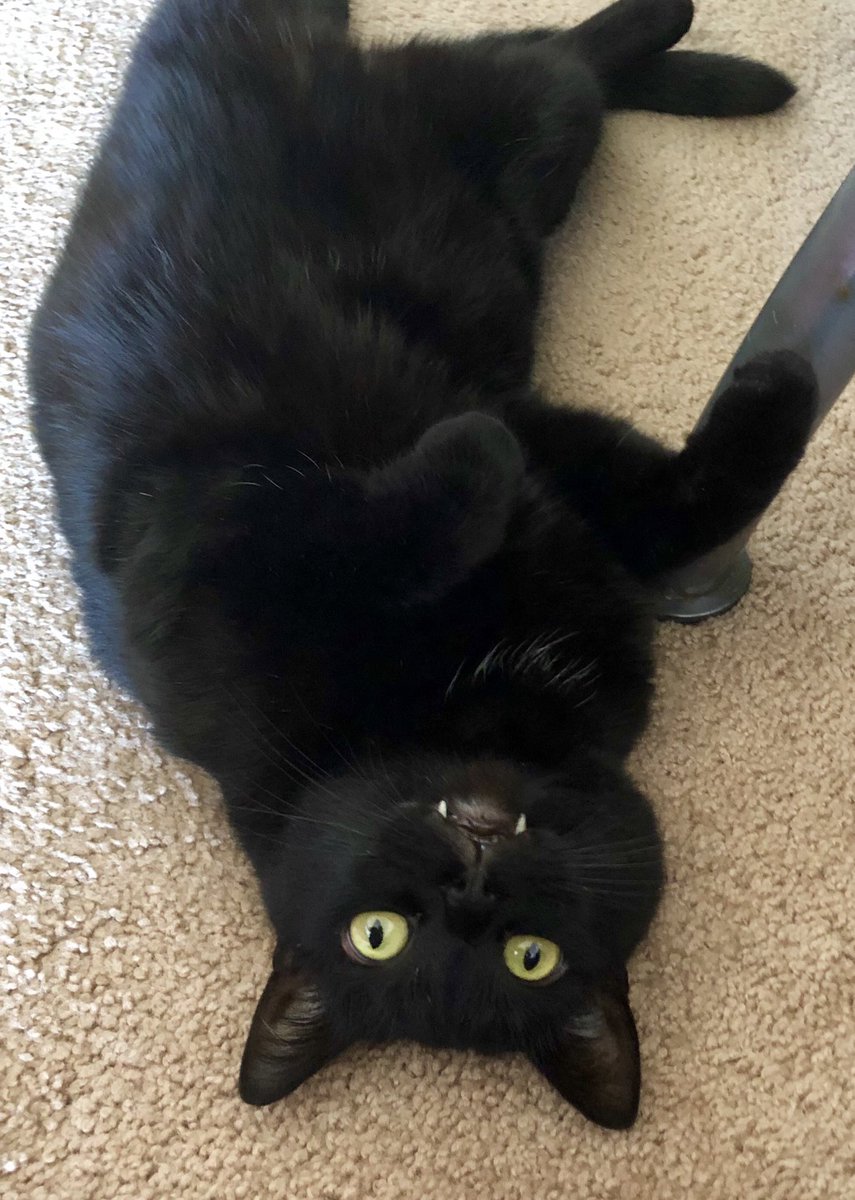AuroralVisage's tweet photo. @NISAmerica Kuro says hello!

#TrailsToAzure #CrossbellPets https://t.co/OvegFXVwQH