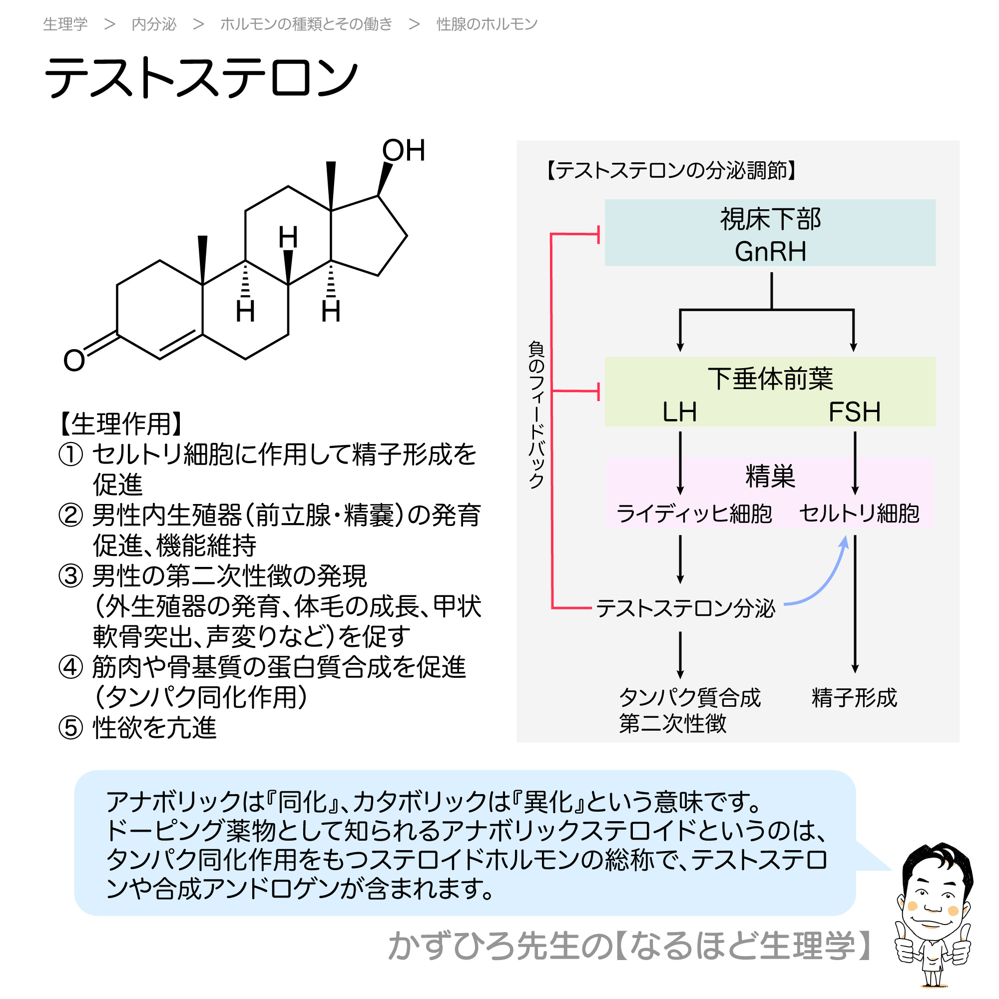 かずひろ先生 なるほど解剖学 テストステロン セルトリ細胞に作用して精子形成を促進 男性内生殖器 前立腺 精嚢 の発育促進 機能維持 男性の第二次性徴の発現 筋肉や骨基質の蛋白質合成を促進 タンパク同化作用 性欲を亢進 解剖