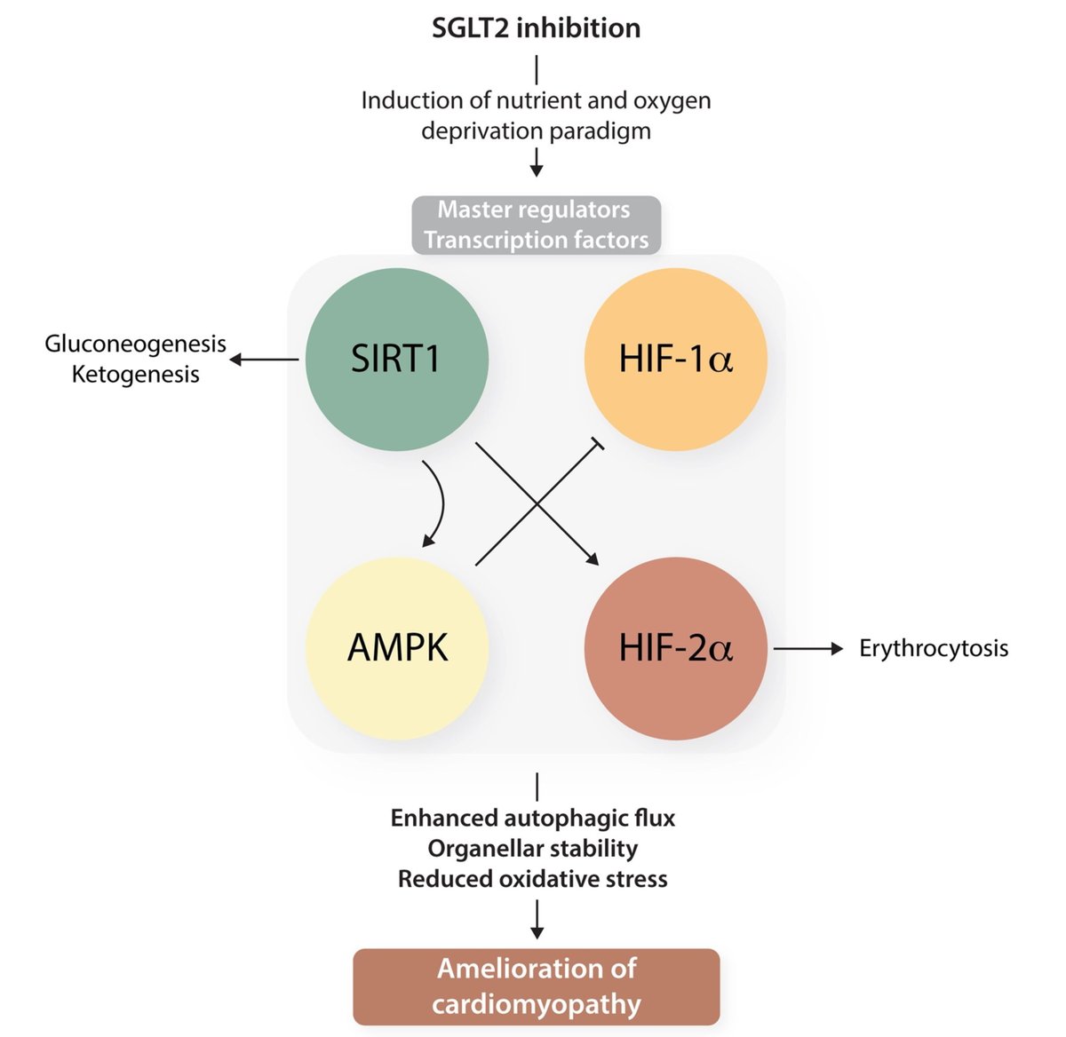 RCMjournal's tweet photo. #RCM - Vol. 22 No. 4
#Callforread
🎬Review - SGLT2 inhibitors: a new pillar of the heart failure regimen
@timgong
#SGLT2i #heartfailure #HF #T2DM #Cardiomyopathy #HFrEF #HFpEF
Full text:
https://t.co/LUMaeo72Rm https://t.co/QOtwwW5pEi