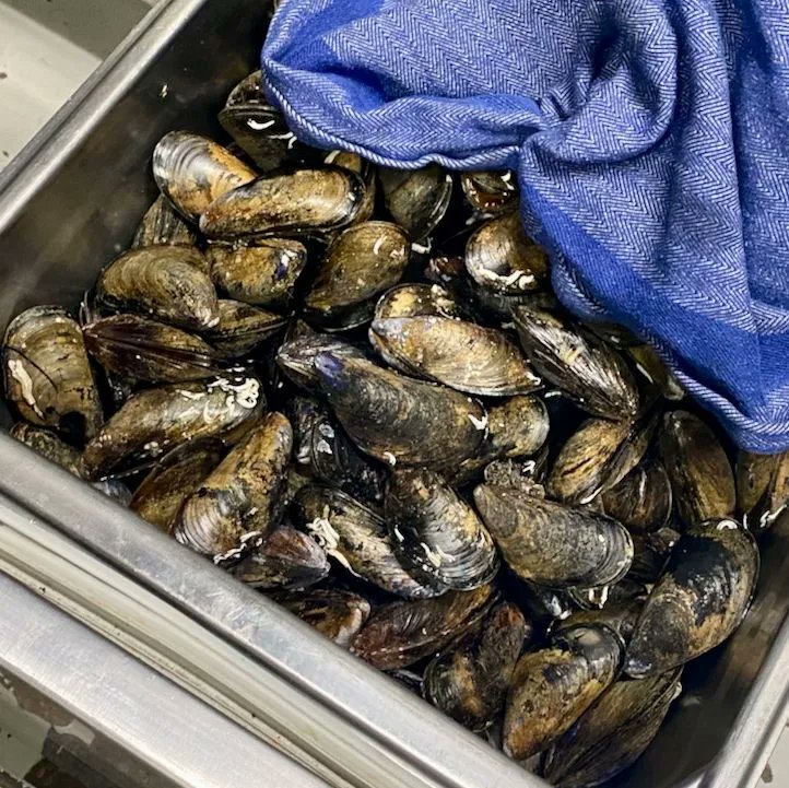 Meny i P1 tweet media