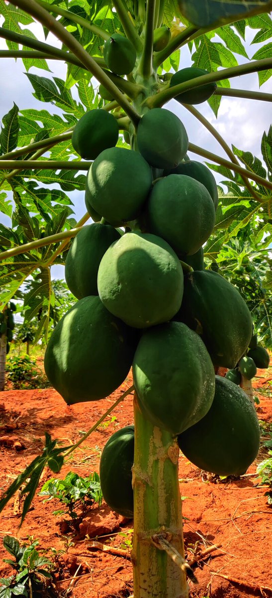 In a two-acre land in Machakos county, <a href="/kithekanifarms/">Kithekani Farms</a> is now producing 300-400 pawpaw fruits per week, selling at KES. 50 each.

Adding more papaya to your diet may boost your heart health.

Check out their farm produce in the link below
anziasokoni.com/sokoni/