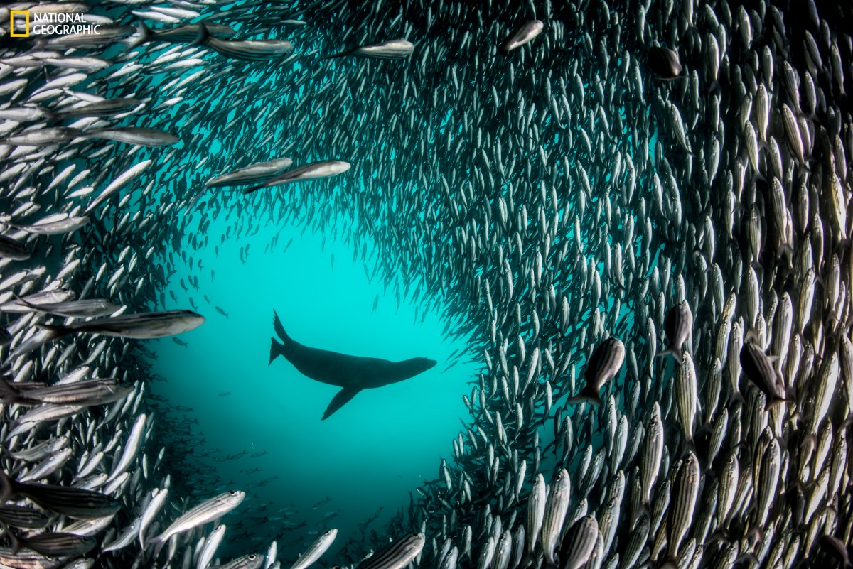 By strategically protecting vital biodiverse areas we help the ocean continue providing for all peoples + life on this planet. @Enric_Sala captured this photo of a Galapagos seal amid a school of fishes—proof of oceans coming back.📷Experience the exhibit➡️bit.ly/3Mpap5c