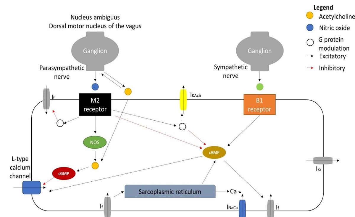 RCMjournal's tweet image. #RCM - Vol. 22 No. 4
#Callforread 
☎️Review - Inappropriate sinus tachycardia: a review
@Asimkichloo @KKanjwal 

#InappropriateSinusTachycardia #IST

Full text:
imrpress.com/journal/RCM/22…