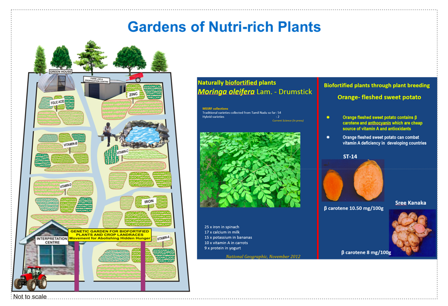 mssrf's tweet photo. #D4N2022 @HariharanGN presents #MSSRF efforts to bridge #Agriculture #Nutrition gaps thru #farming system model by "harnessing homestead land for nutri #gardens growing #greenleafy #vegetables #roots #tubers #fruits etc"
@MadhuraFAS @IFPRISAO @IFPRI @POSHANsm @POSHAN_Official https://t.co/XowMJGNM5D