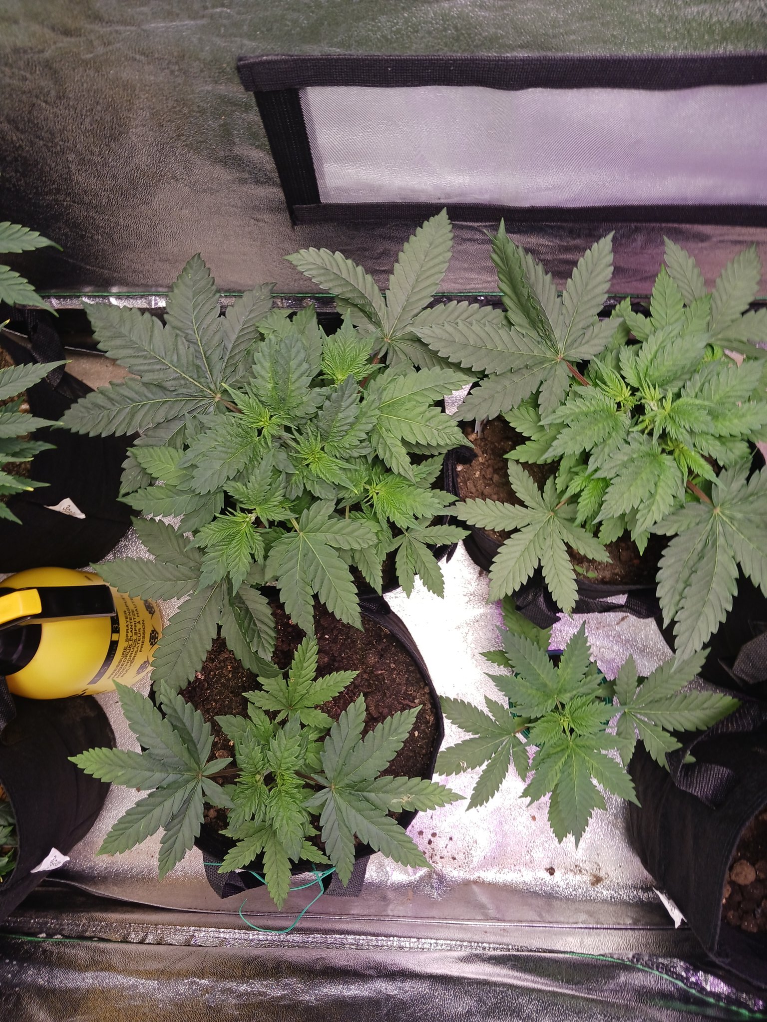 april-20-1984-stonlyfans-twitter